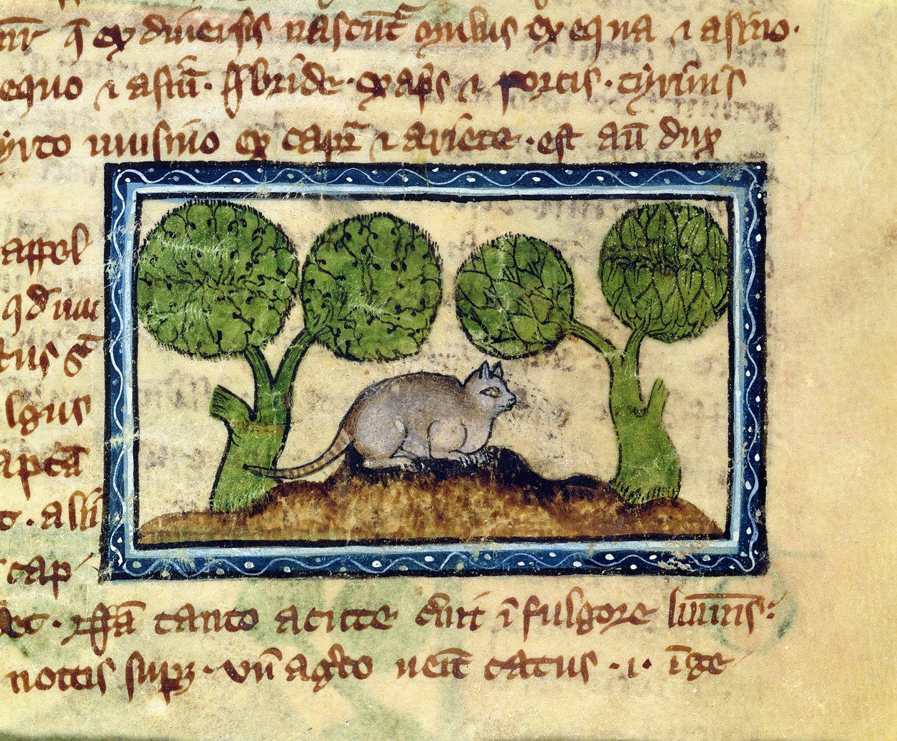 MS 379 f.12r 土塁の上にしゃがむ猫、獣類図鑑より（英語 作： 英語学校