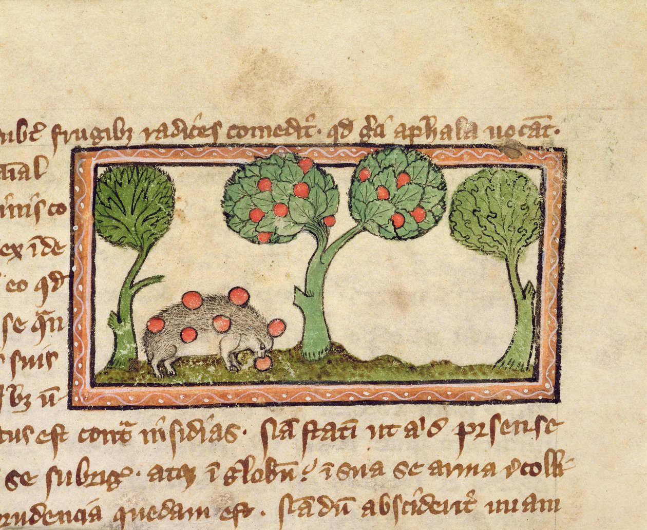MS 379 f.13r リンゴを摘むハリネズミ、獣図鑑の詳細、英語 作： 英語学校
