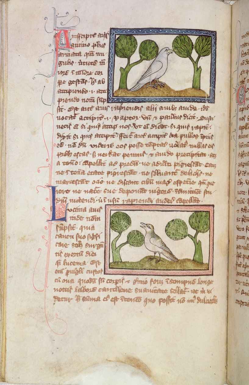MS 379 f.22v 白鷹とナイチンゲールが描かれたテキストのページ（獣図鑑より）（ヴェラム 作： 英語学校