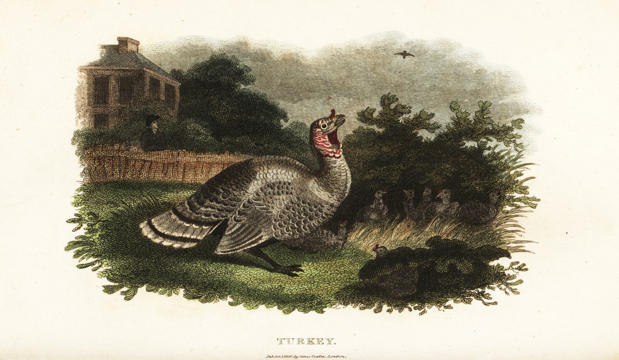 雄の七面鳥（Meleagris gallopavo）がバンタムの雌鳥を捕食者の鷹から守る 作： 英語学校