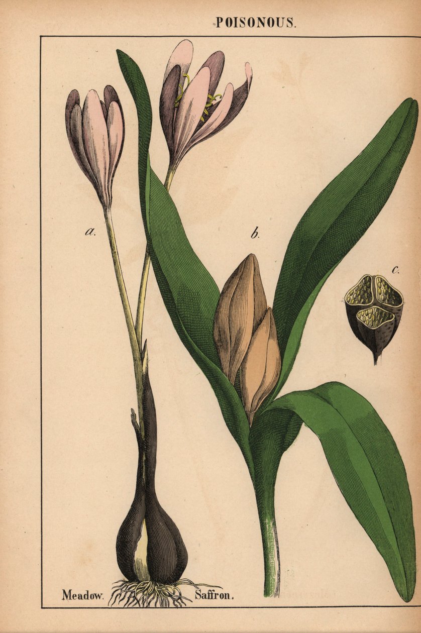 紫色の花を持つ草原サフラン  、「教育的な絵本、または野菜の世界からの教訓」[シャーロット・メアリー・ヤング]、エジンバラより 作： 英語学校