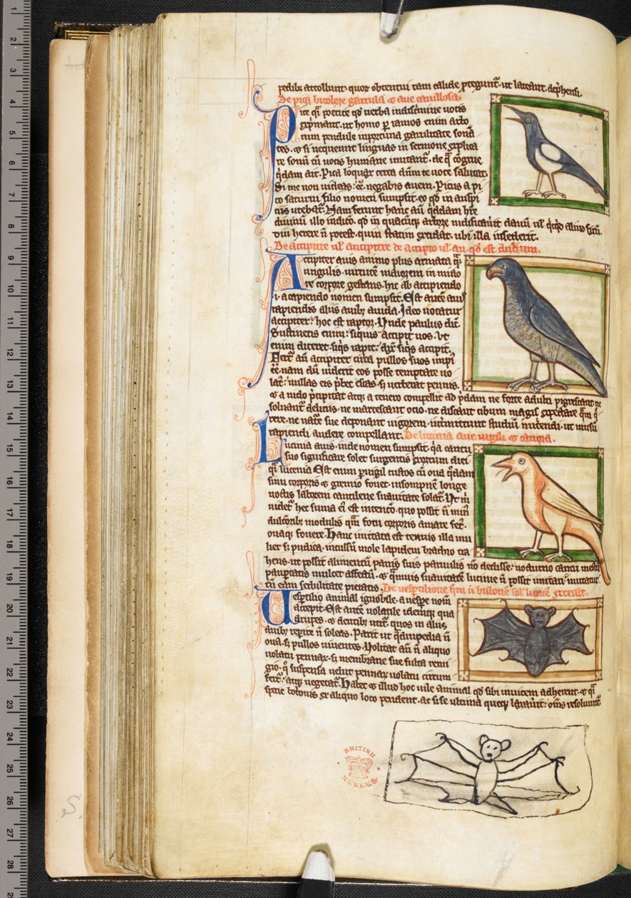 Summa de vitiis』（ハーレー3244巻、f.55v、1236-50年頃）を含む神学雑録より、鳥の細密画とコウモリの余白画（ヴェラム 作： 英語学校