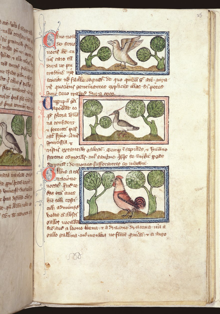 Ms 379、f.25r：地面に3羽の鳥、獣医、14世紀初頭（羊皮紙） 作： 英語学校