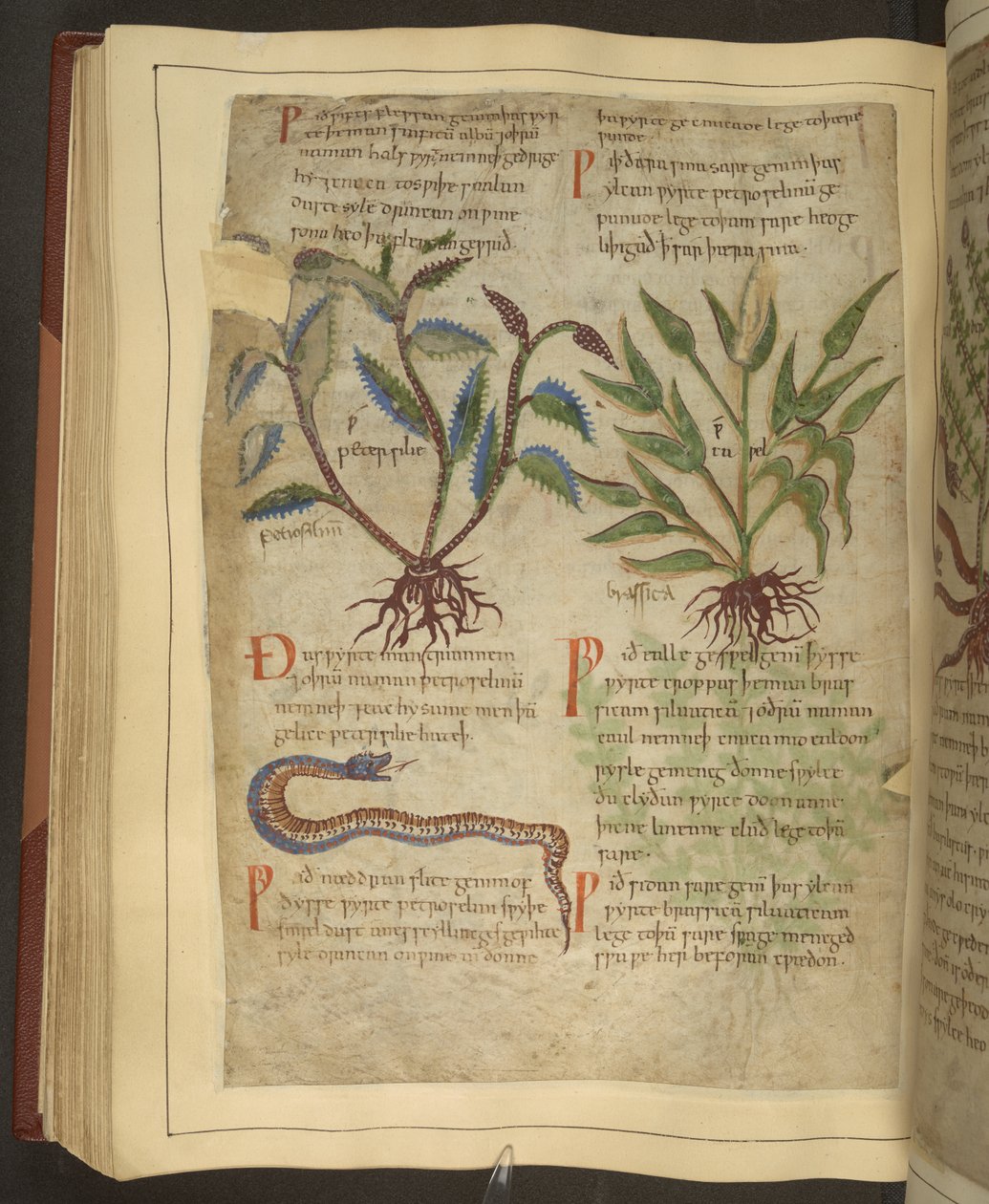 Ms. Cotton Vitellius C.III fol.56v 11 世紀初頭の Apuleius (123-80AD) による古英語ハーブからの Petersilie、Cawel、および蛇のイラスト (ベラム) 作： 英語学校