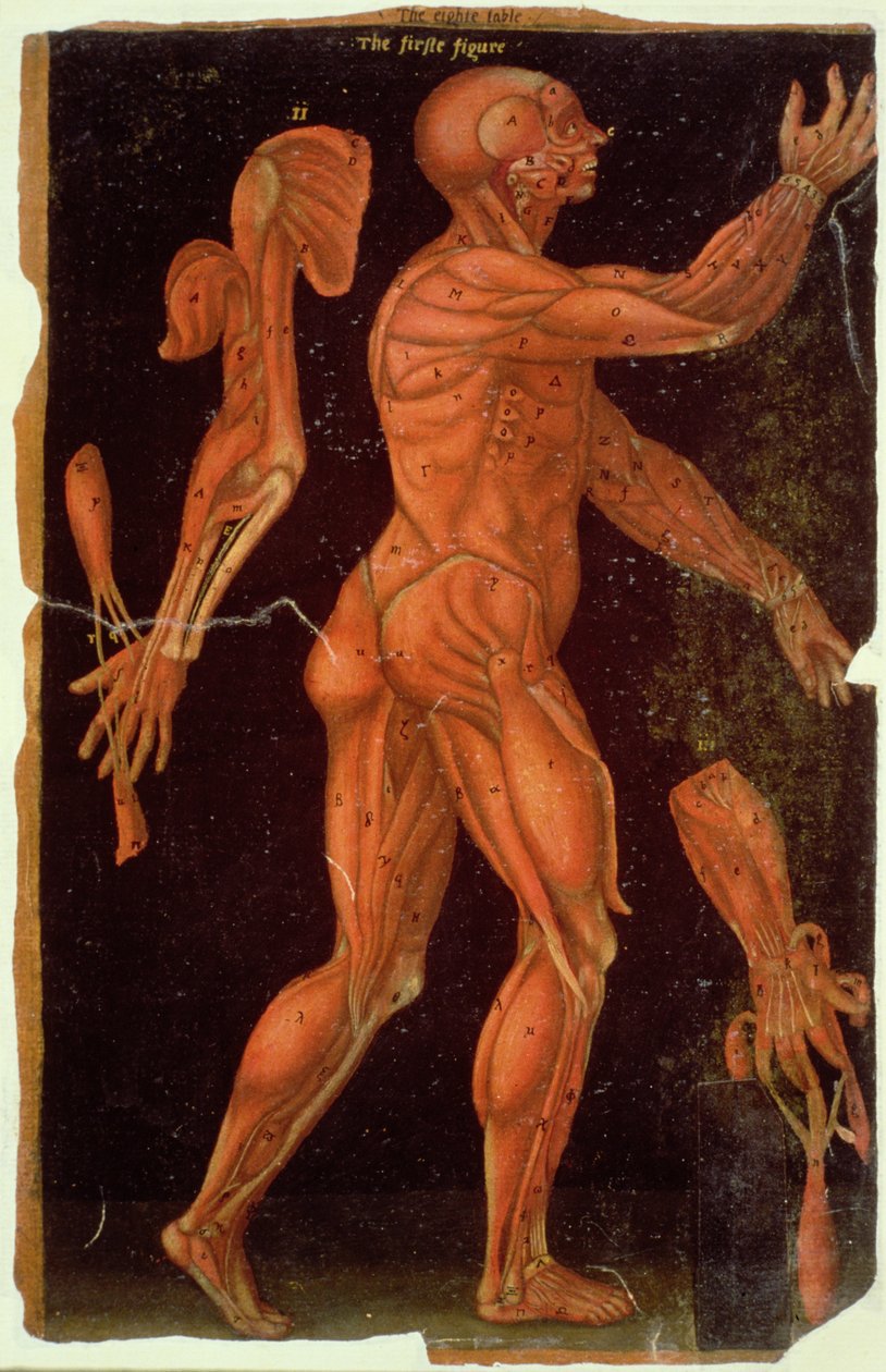 Ms Hunter 364 Table VIII Dissection、from Anatomical Tables、by John Banister（1540-1610）（oil on brown paper） 作： 英語学校