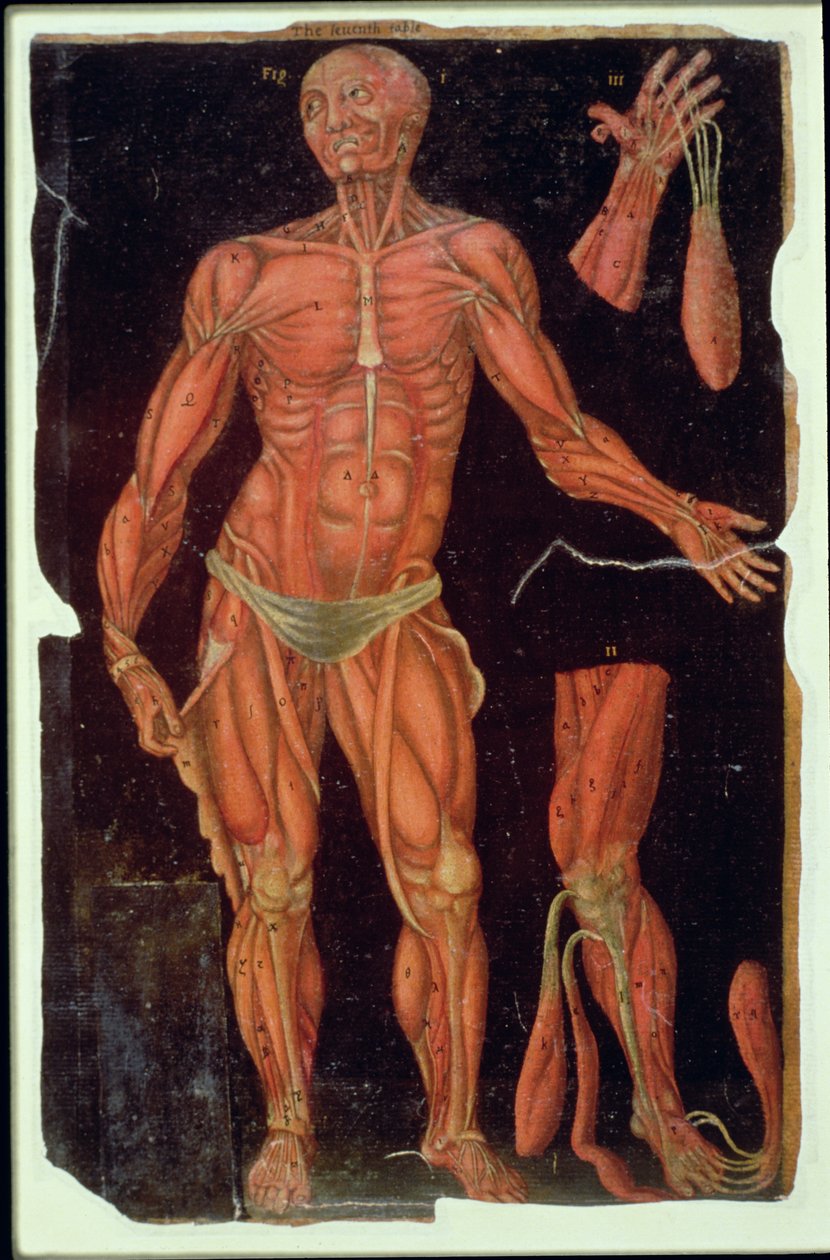 Ms Hunter 364 Table VII Dissection、from Anatomical Tables、by John Banister（1540-1610）（oil on brown paper） 作： 英語学校