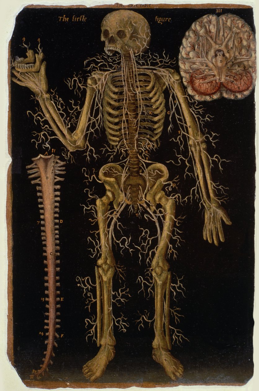 Ms Hunter 364 Table VI Dissection、from Anatomical Tables、by John Banister（1540-1610）（oil on茶色の紙） 作： 英語学校