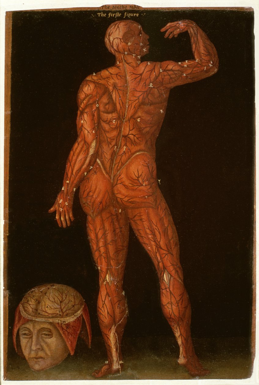 Ms Hunter 364 Table X Dissection、from Anatomical Tables、by John Banister（1540-1610）（oil on brown paper） 作： 英語学校