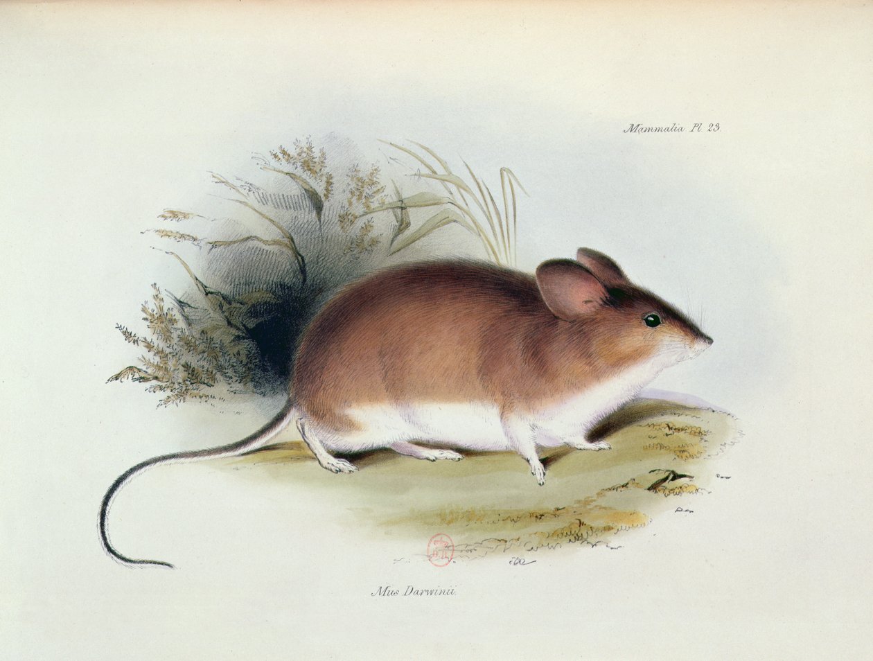 Mus Darwinii、The Zoology of the Voyage of HMS Beagle、1832-36、Charles Darwin（1809-92）、1840 作： 英語学校