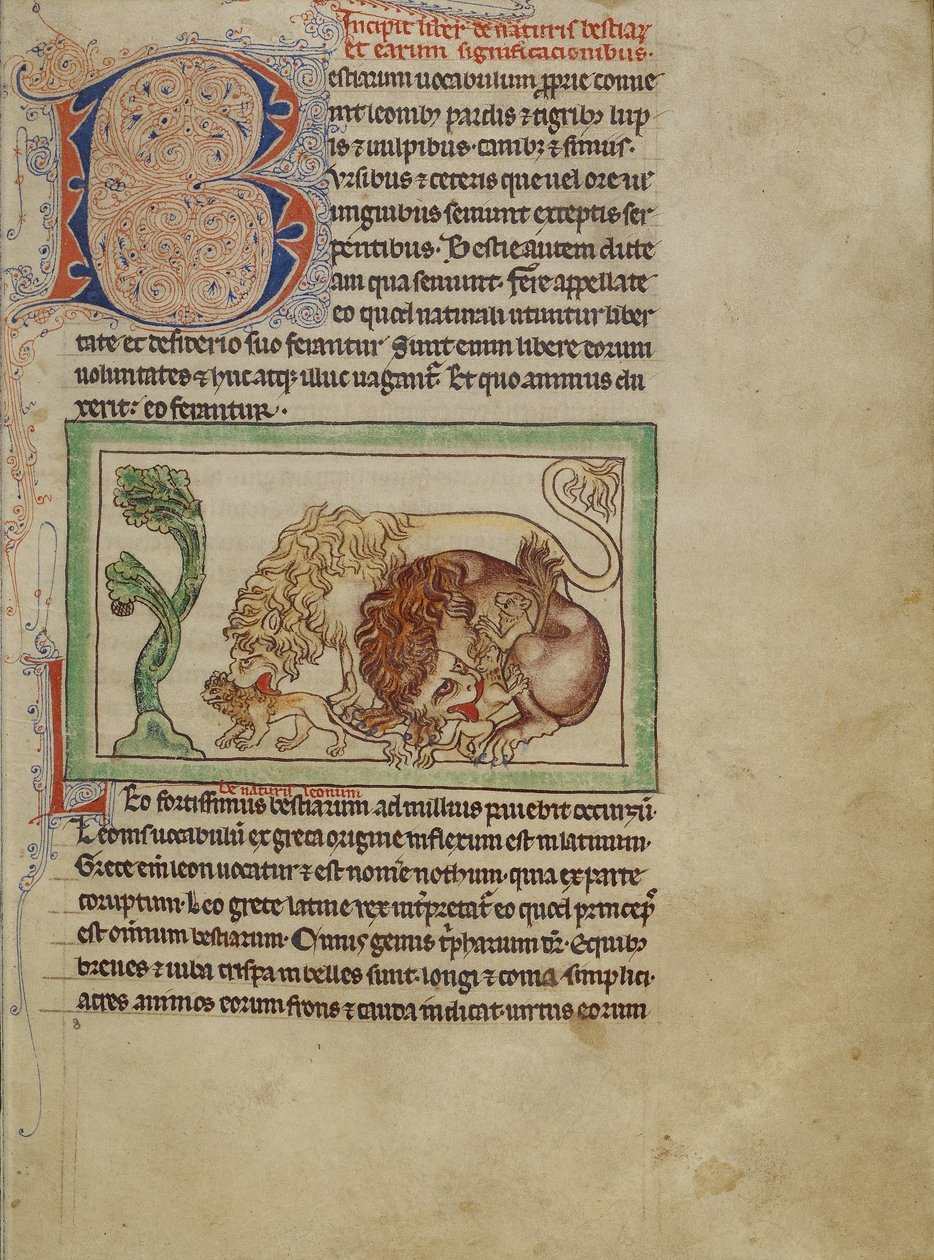 Northumberland Bestiary、c.1250-60（羊皮紙に色付きのウォッシュとインク） 作： 英語学校