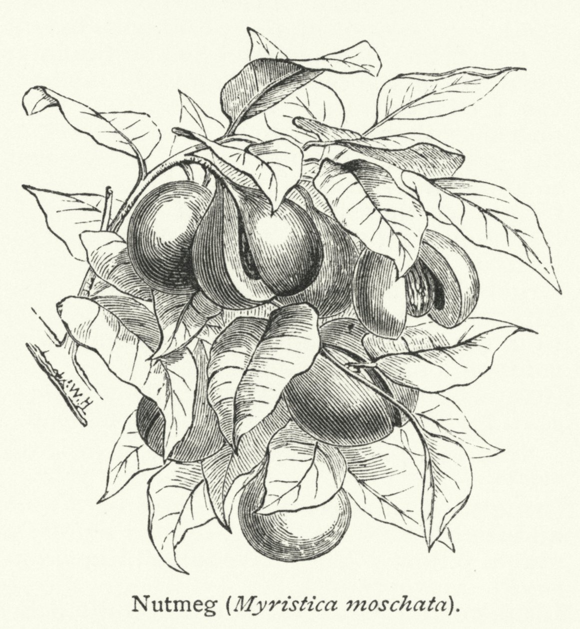 ナツメグ（Myristica moschata）（彫刻） 作： 英語学校