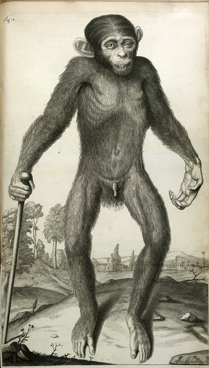 Orang-Outang, sive Homo Sylvestris: または、サル、類人猿、および人間の解剖学と比較したピグミーの解剖学...