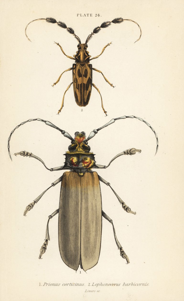 Orthomegas cinnamomeus Prionus corticinus 1, and Batus barbicornis, Lophonocerus barbicornis 2 作： 英語学校