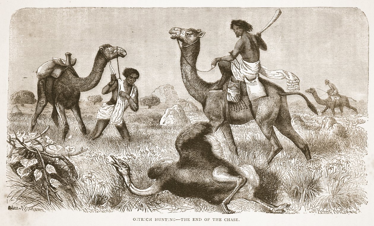 ダチョウの狩猟-追跡の終わり、J。ユーイングリッチー著のThe Pictorial Edition of the Life and Discoveries of David LivingstoneのイラストA. Fullarton＆Co.、1876年 作： 英語学校