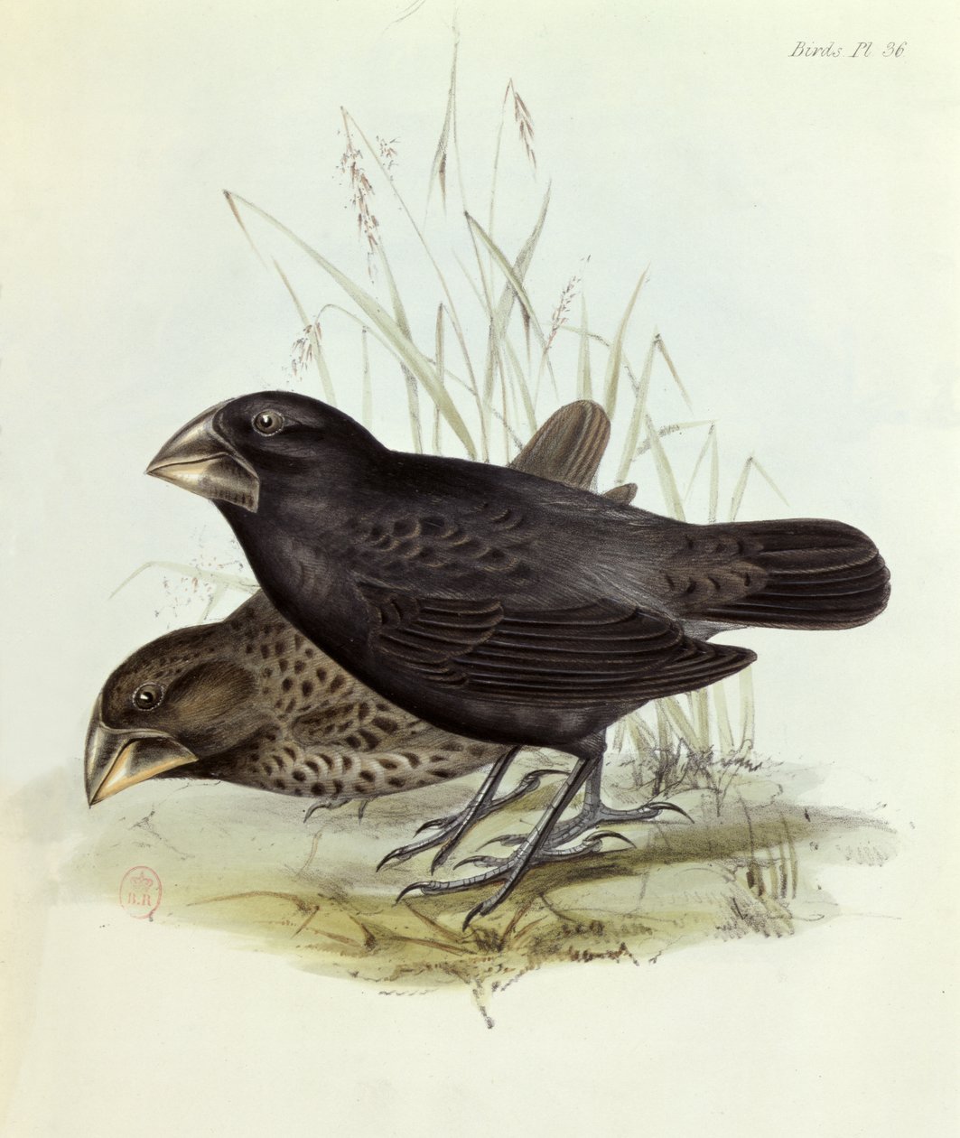 ペアのGeospiza Magnirostris、The Zoology of the Voyage of HMS Beagle 1832-36 by Charles Darwin（1809-92）、1840 London 作： 英語学校