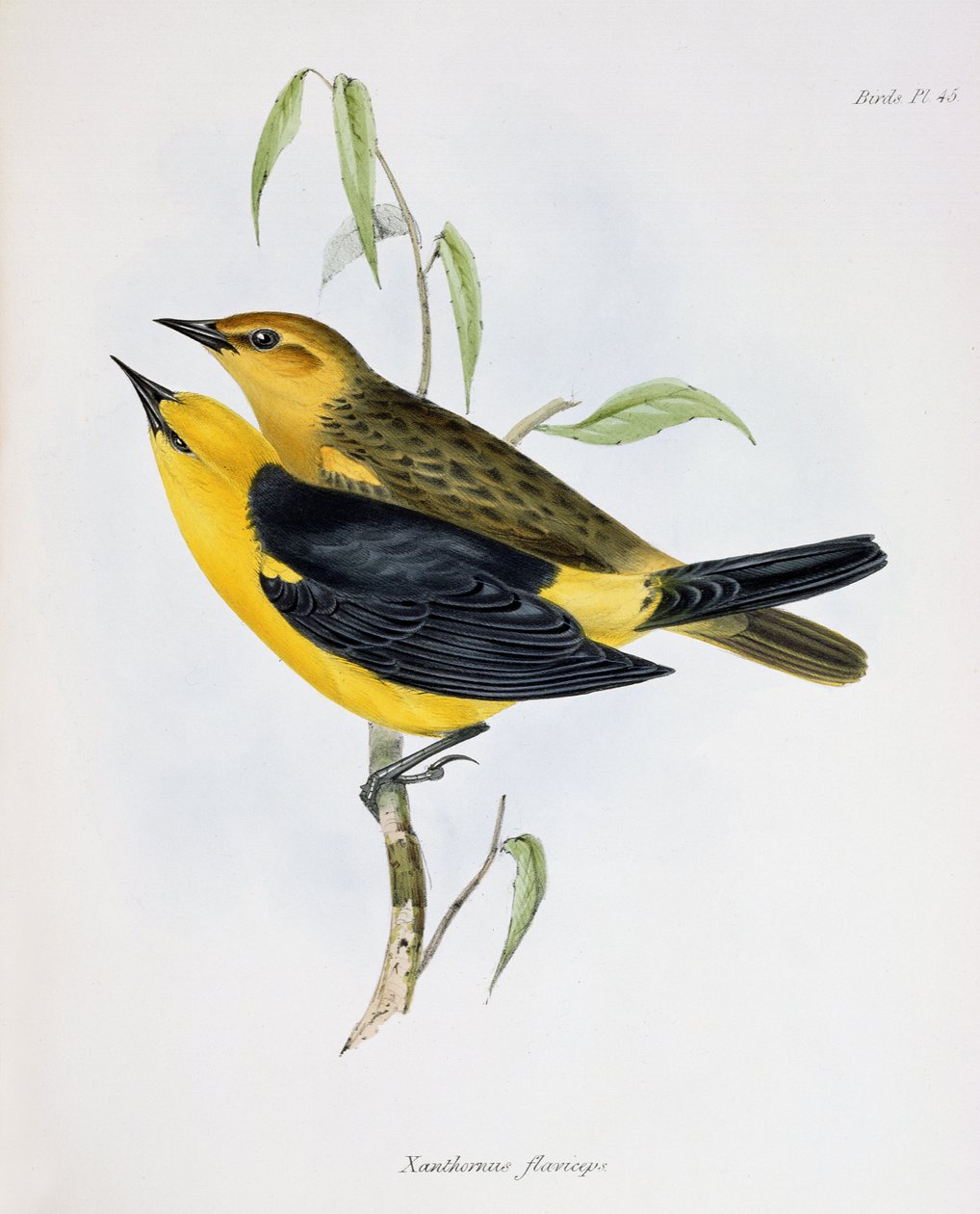 Xanthornus Flavicepsのペア、HMSビーグルの航海の動物学、1832〜36年、チャールズダーウィン（1809〜92年）、1840年からのイラスト 作： 英語学校