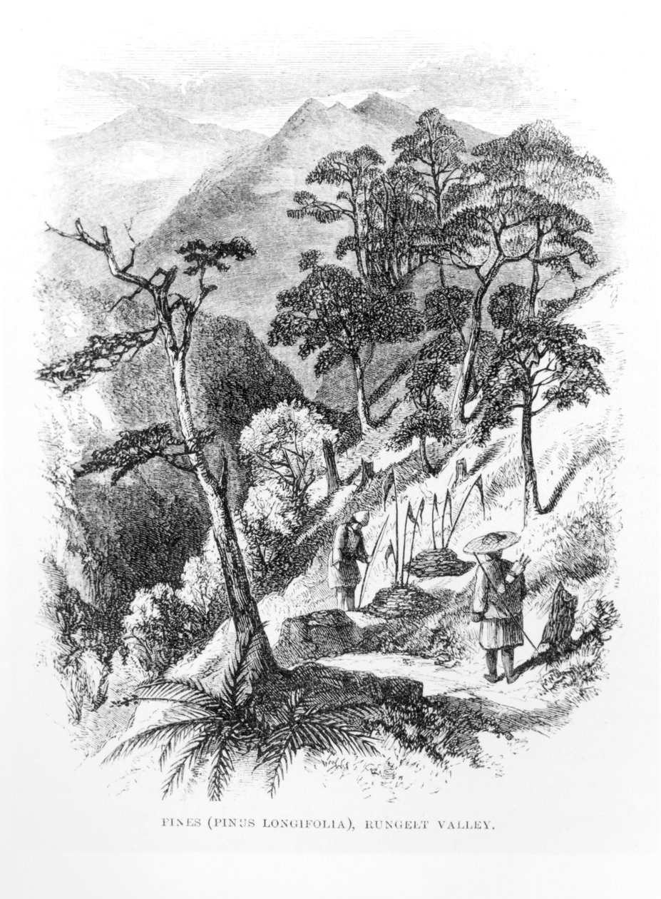 ヒマラヤジャーナル、1854年から、ヒマラヤのRungelt谷の松の木 作： 英語学校