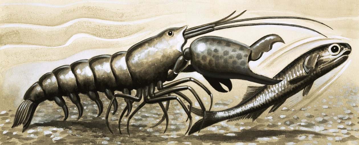 魚を驚かせるピストルシュリンプ 作： 英語学校