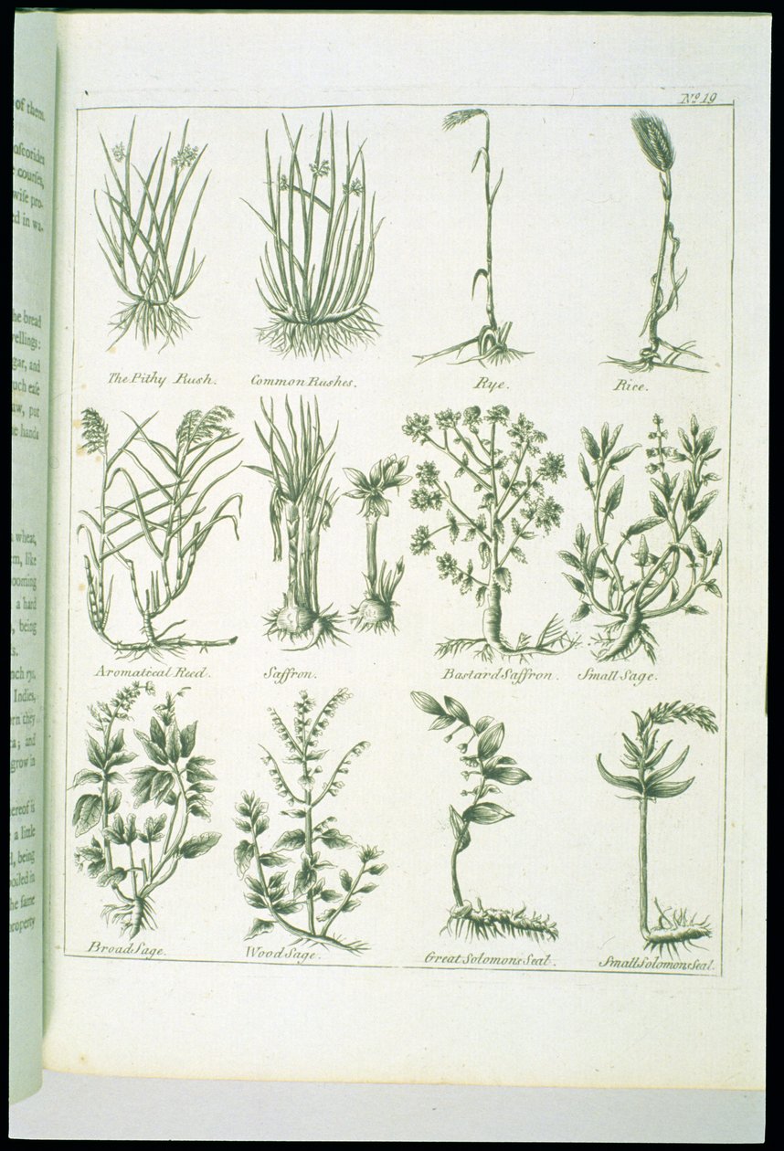 カルペパーの英国の医師と完全なハーブの植物、1790年発行 作： 英語学校