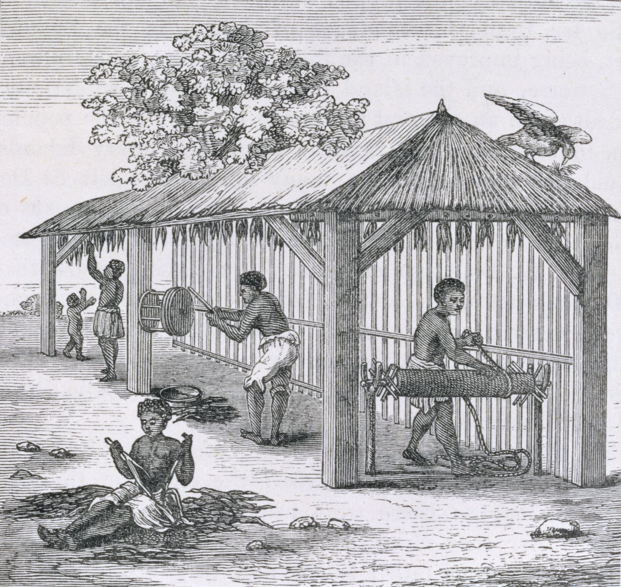 Samuel Hazardによる &39;Santo Domingo過去と現在&39;からのタバコの準備、パブ。 1873 作： 英語学校