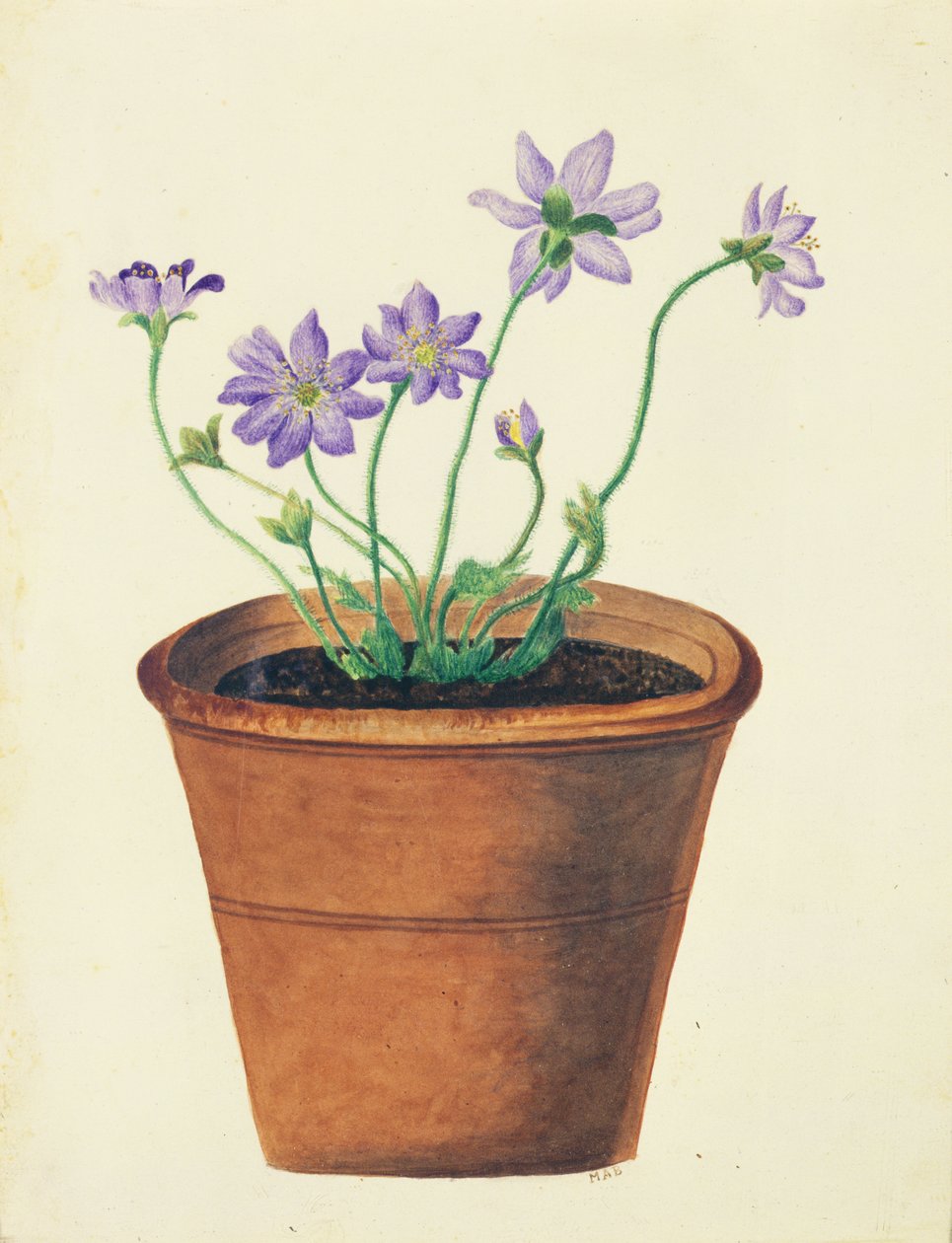 テラコッタポットの紫の花、1825年頃（紙にトイレ） 作： 英語学校