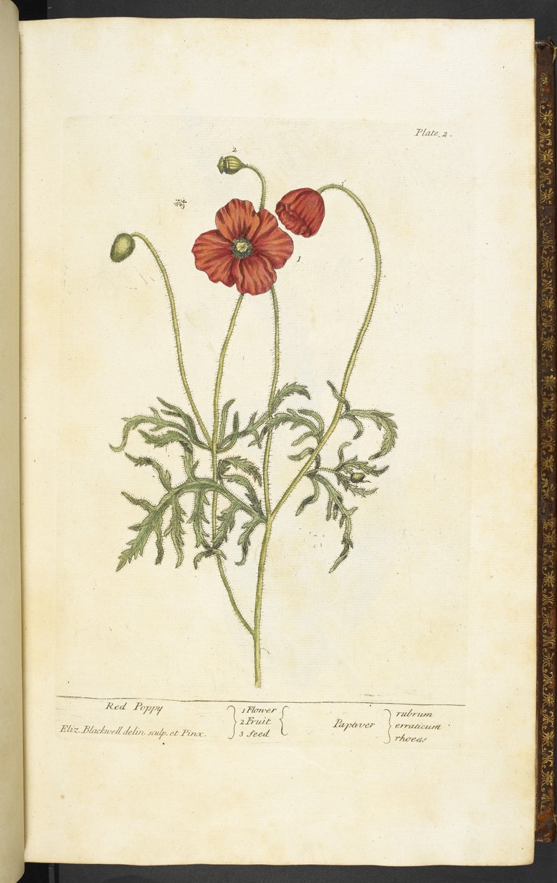 赤いポピー、エリザベス・ブラックウェルによる「A Curious Herbal...」のプレート 2 作： 英語学校