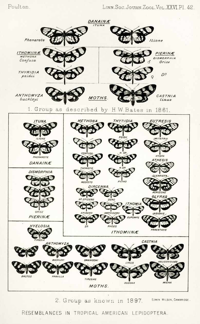 熱帯アメリカの鱗翅目に似ている、The Hope Reports、Vol。 II、1897-1900年、エドワードB.ポールトン編、オックスフォード、1901年 作： 英語学校