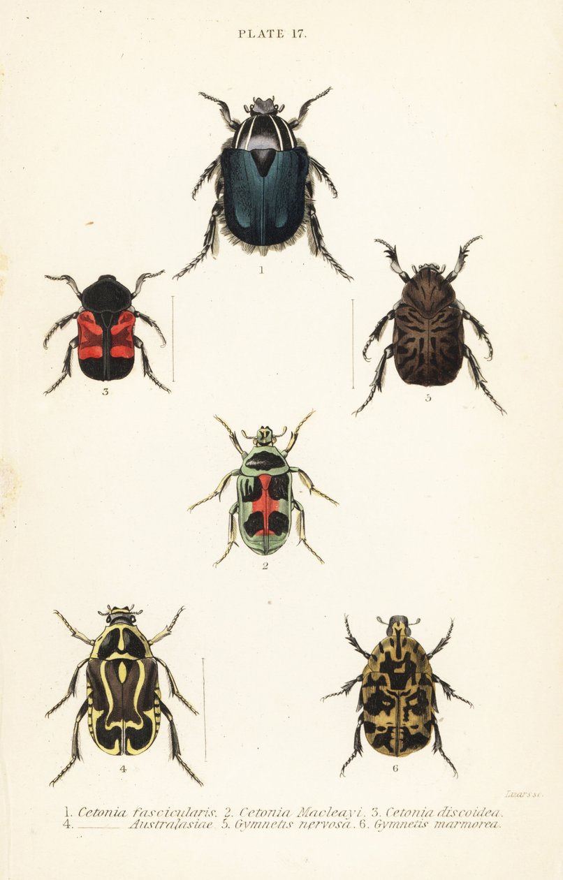 ローズチェイサーのカブトムシCetonia fascicularis 1、Heterorhina macleayi 2、Gametoides subfasciata 3、fiddler beetle、Eupoecila australasiae 4、Gymnetis hieroglyphica 5、Gymnetis marmorea 6 作： 英語学校