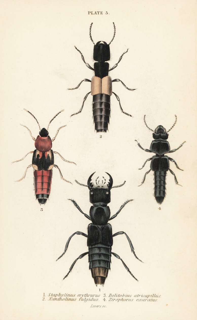 ローブのカブトムシStaphylinus erythrurus 1、Xantholinus fulgidus 2、Bolitobius atricapillus 3、Zirophorus exaratus 4 作： 英語学校