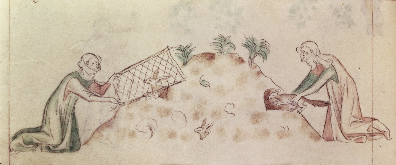 Roy 2 B VII f.155v「女王メアリー詩篇」からのネットとフェレットでウサギを捕まえる女性、c.1310-20（ベラム） 作： 英語学校