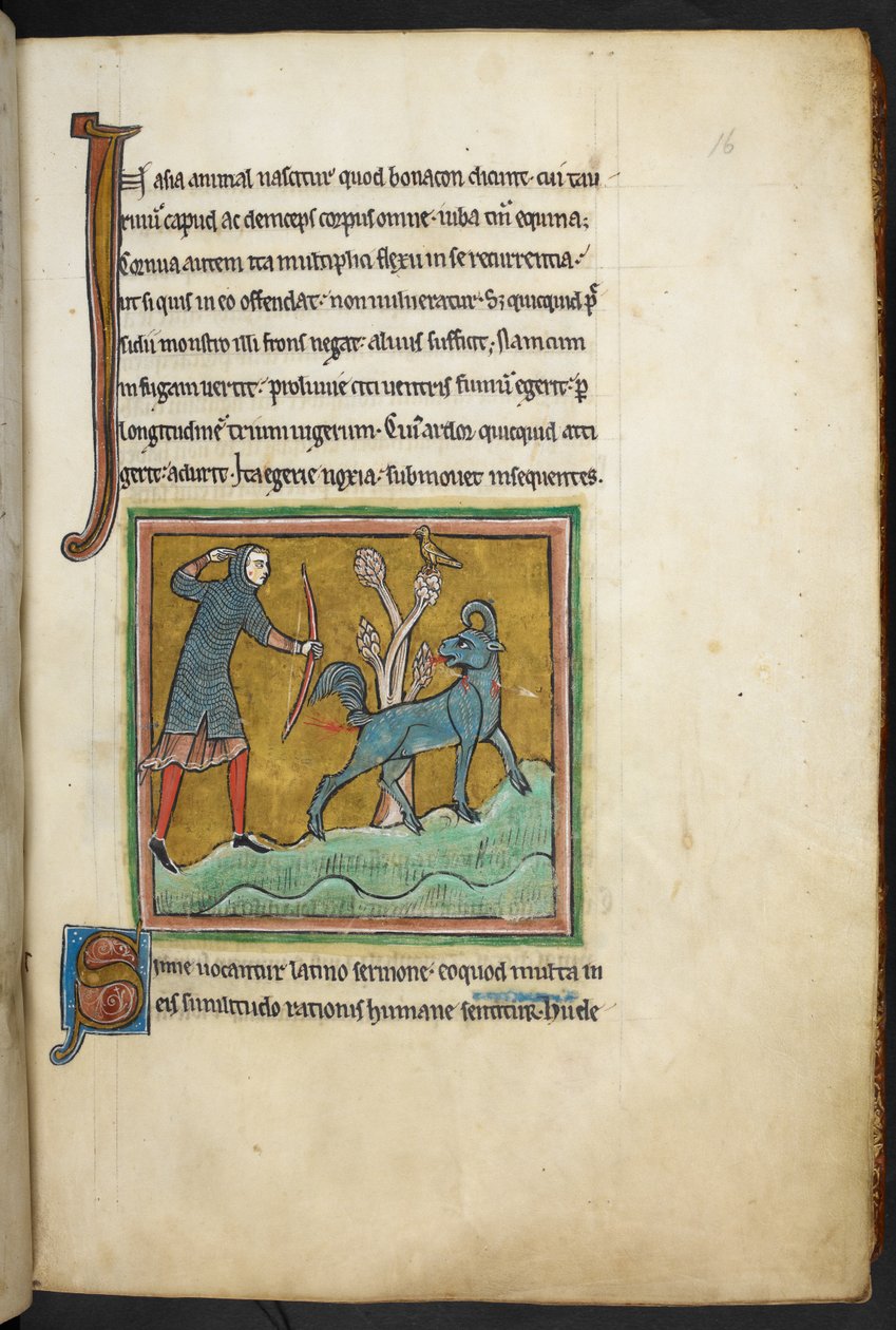 ロイヤル 12 F.XIII、f.16   動物に向かって矢を放つハンター。  Bestiary (ff. 3-141)、Lapidary (ff. 141v-149)  13世紀の第2四半期 作： 英語学校