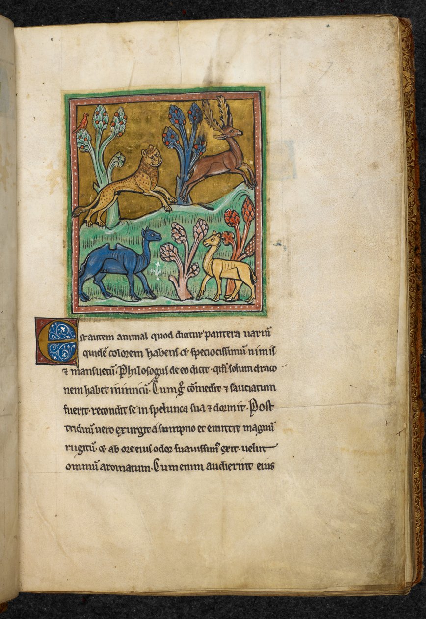 ロイヤル 12 F.XIII、f.7 ラクダと別の動物と一緒に鹿を追いかけるヒョウ。  Bestiary (ff. 3-141)、Lapidary (ff. 141v-149) から  13世紀の第2四半期 作： 英語学校