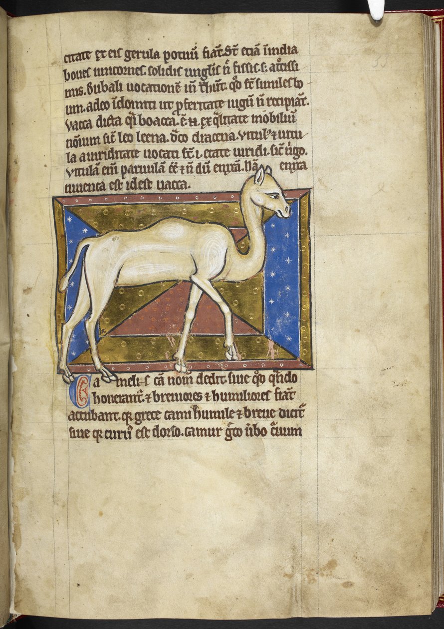 ロイヤル MS 12 C XIX、f.33r キャメル、「Bestiary」から、c.1200-10 (ベラム紙にインク、カラー、ゴールド) 作： 英語学校