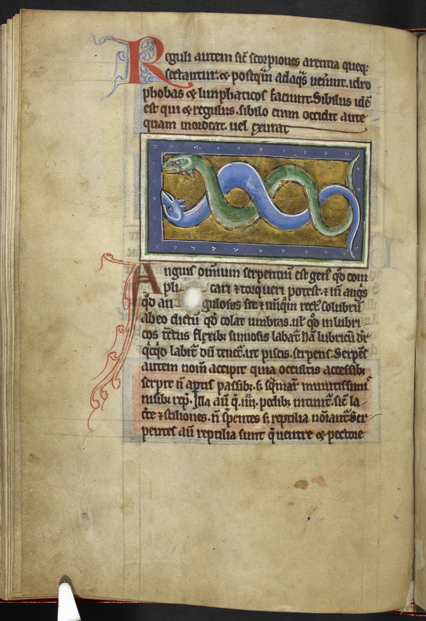 Royal MS 12 C XIX、f.63v Anguis、「Bestiary」から、c.1200-10 (ベラム紙にインク、カラー、ゴールド) 作： 英語学校
