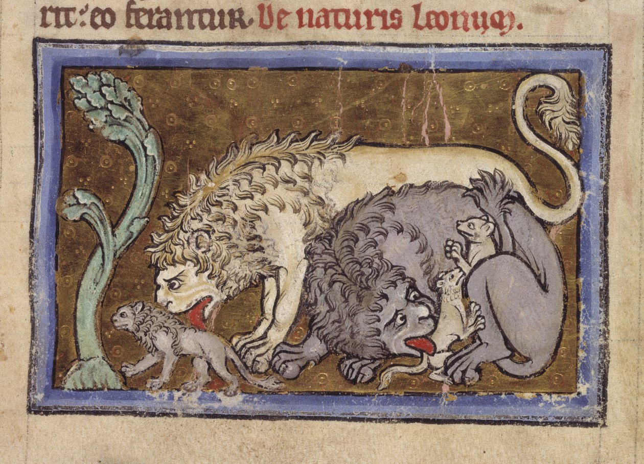 ロイヤル MS 12 C XIX、f.6r ライオンズ、「Bestiary」から、c.1200-10 (ベラム紙にインク、カラー、ゴールド) 作： 英語学校