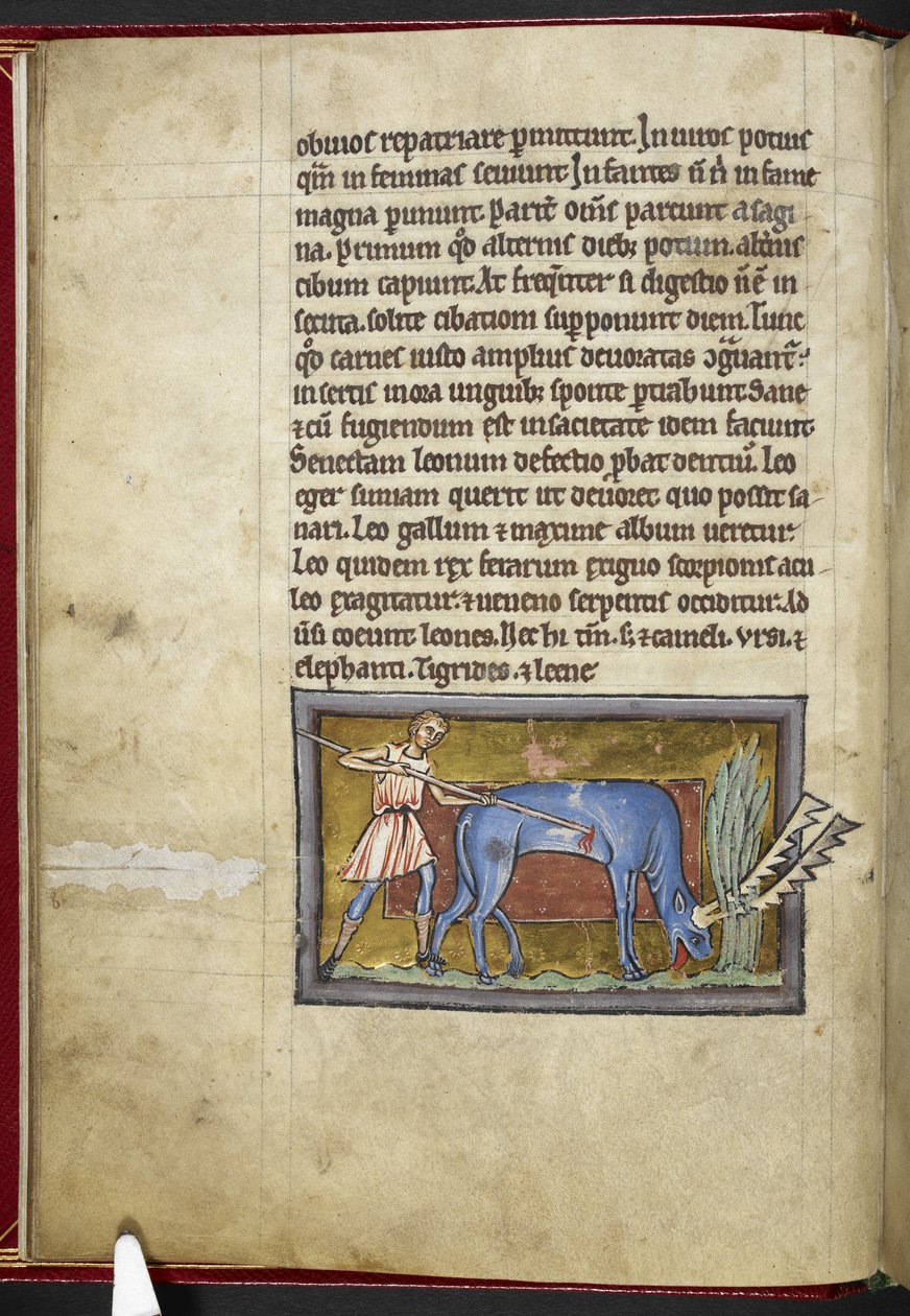 ロイヤル MS 12 C XIX、f.7v アンテロープ、「Bestiary」、c.1200-10 から（ベラムにインク、カラー、ゴールド） 作： 英語学校