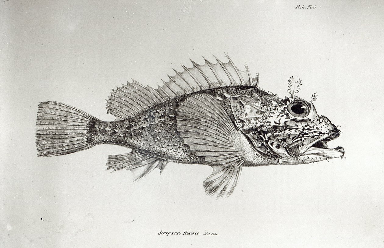 サソリの魚、チャールズダーウィンによる「HMSビーグルの航海の動物学、1832-36」のプレート8 作： 英語学校