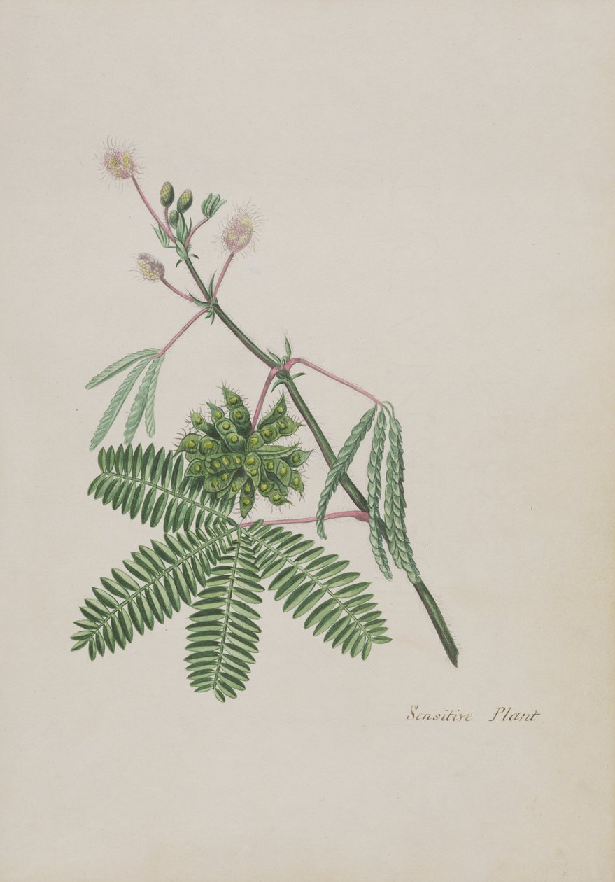 繊細な植物、詩、グラファイトの絵、水彩画のアルバムのイラスト、c.1828（紙にトイレ） 作： 英語学校