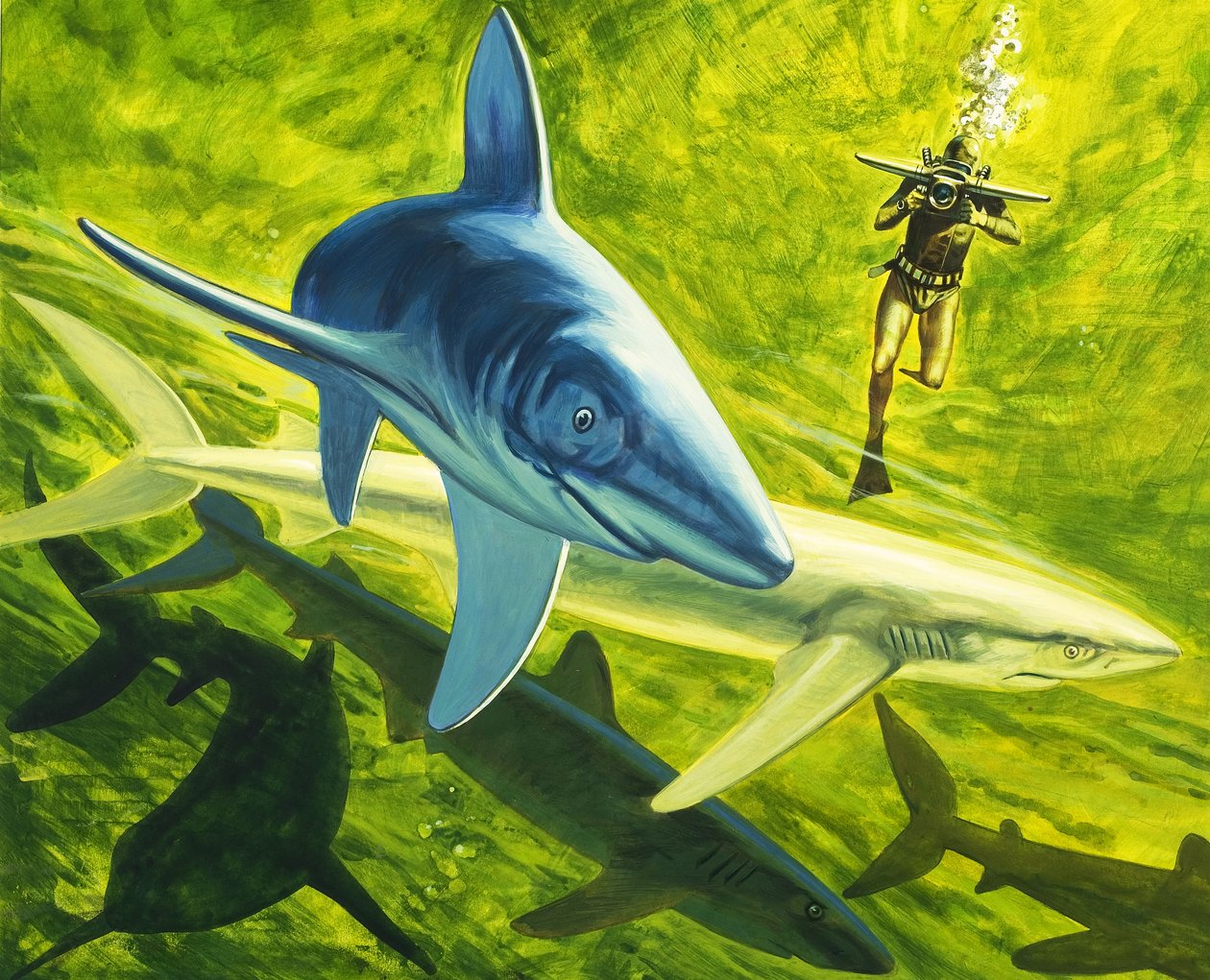 サメ、『Our Underwater World』よりイラスト 作： 英語学校