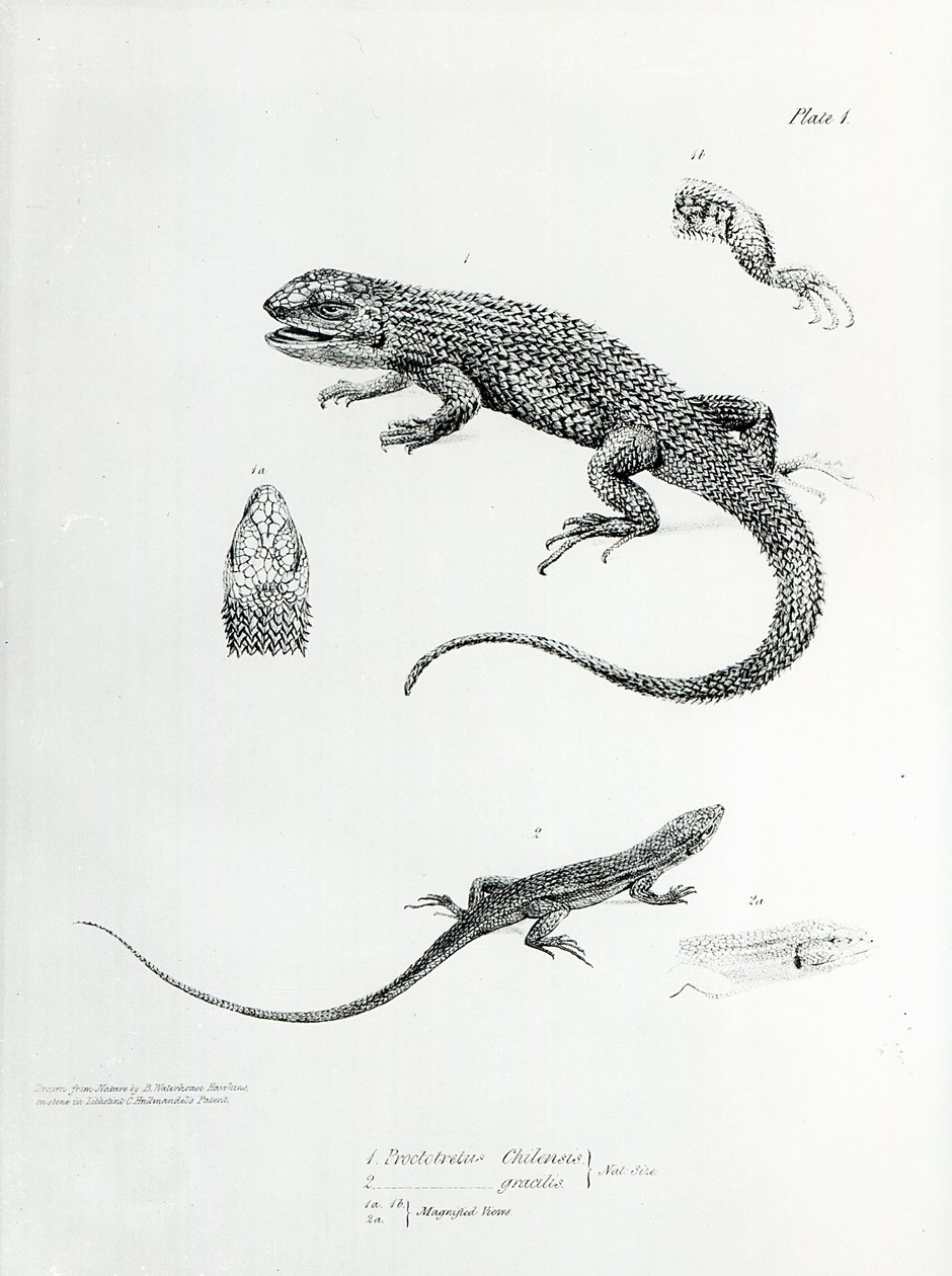 チャールズダーウィンによる「HMSビーグルの航海の動物学、1832-36」のイラストからのシングルイグアナ 作： 英語学校