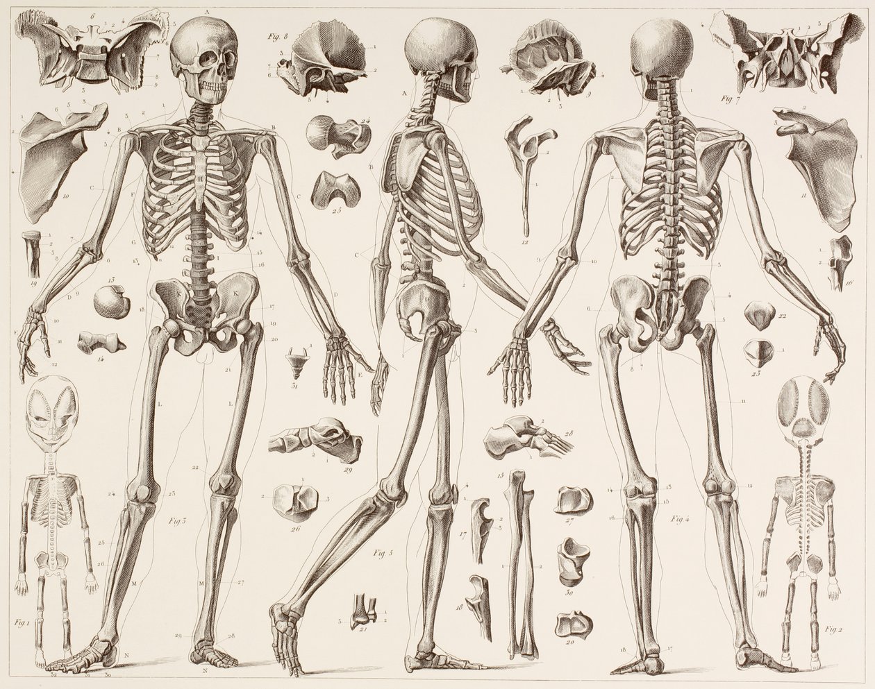 19世紀の版画後の完全に成長した人間の骨格 作： 英語学校