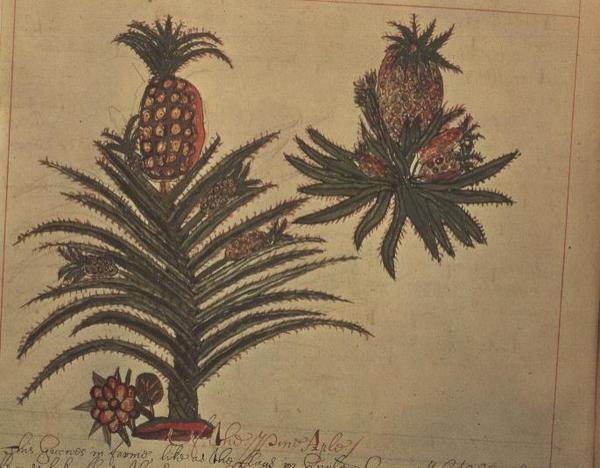 Sloane 4013 f.16v 「インドの植物の説明」のパイナップルの木 作： 英語学校