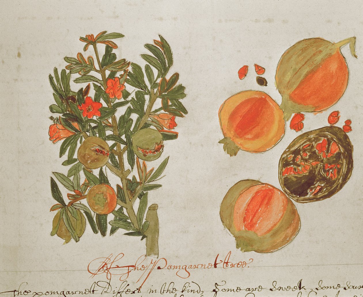 Sloane 4013 f.26 「インドの植物の説明」のザクロ 作： 英語学校