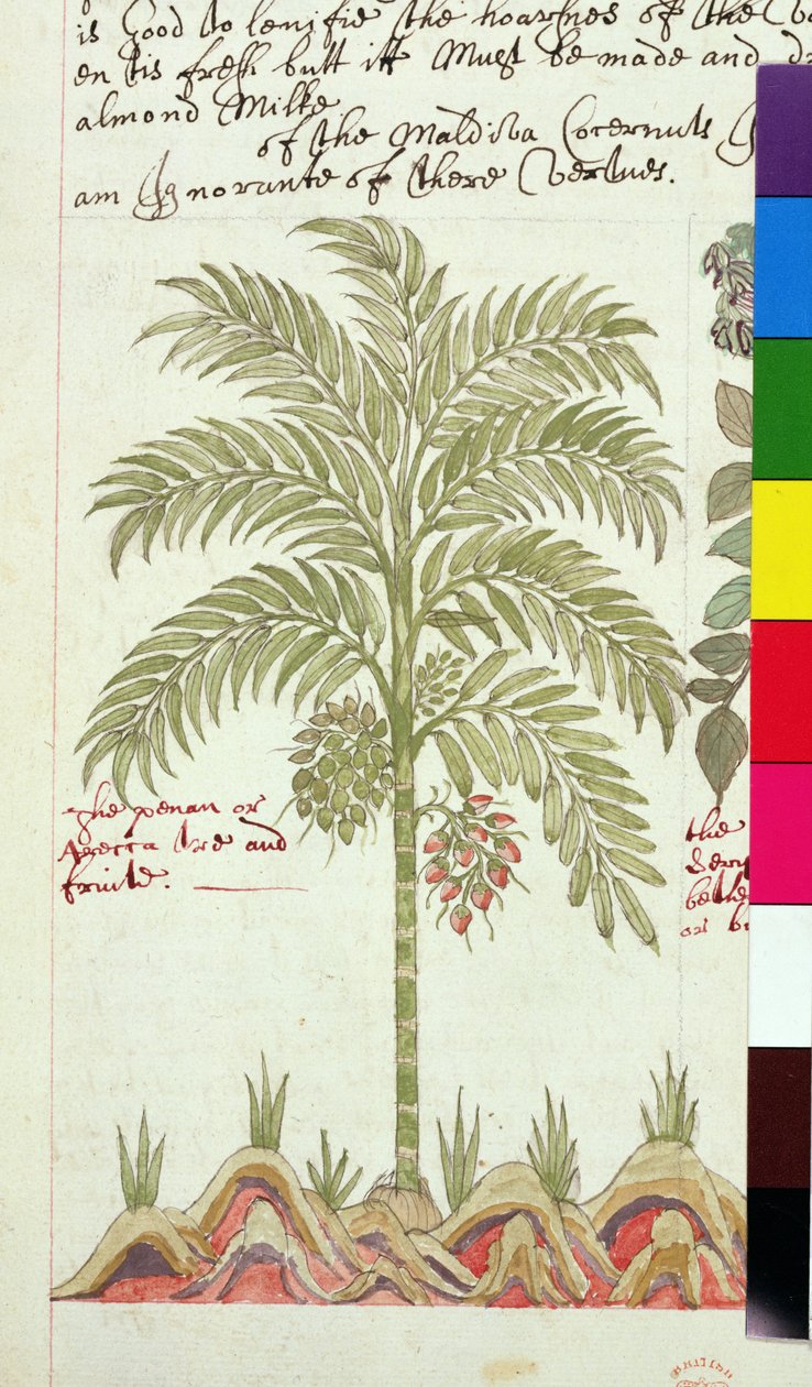 Sloane 4013 f.5v 「インドの植物の説明」のナツメヤシ 作： 英語学校