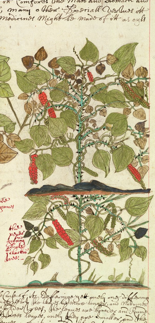 スローン 4013 f.7 Det. 「インドの植物の説明」のペッパープラント 作： 英語学校