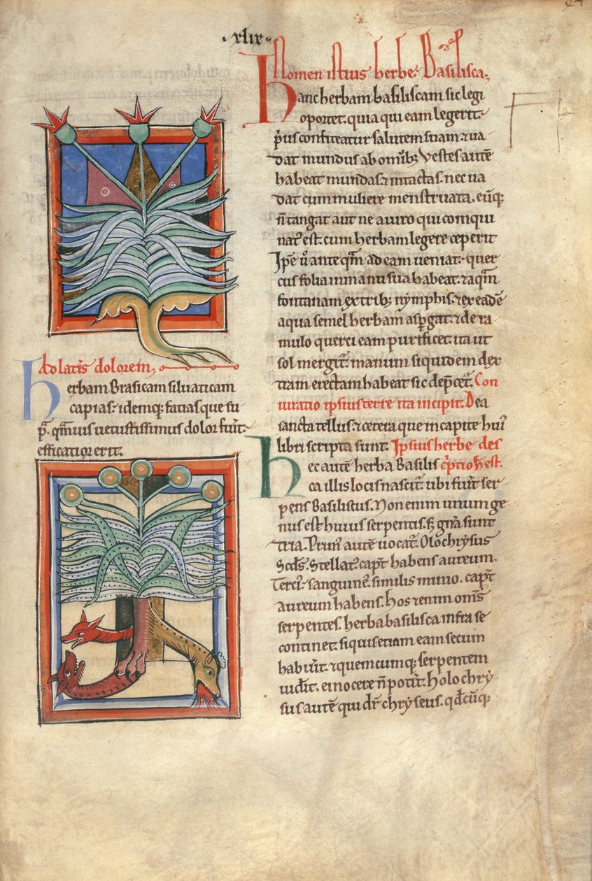 Sloane Ms 1975 fol.48 The Herb Basilica 作： 英語学校