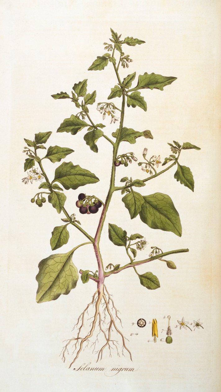 Solanum nigrum [nightshade]、Flora Londiniensis [Flowers of London]のイラスト、ウィリアムカーティス作、1777-98（カラー彫刻） 作： 英語学校