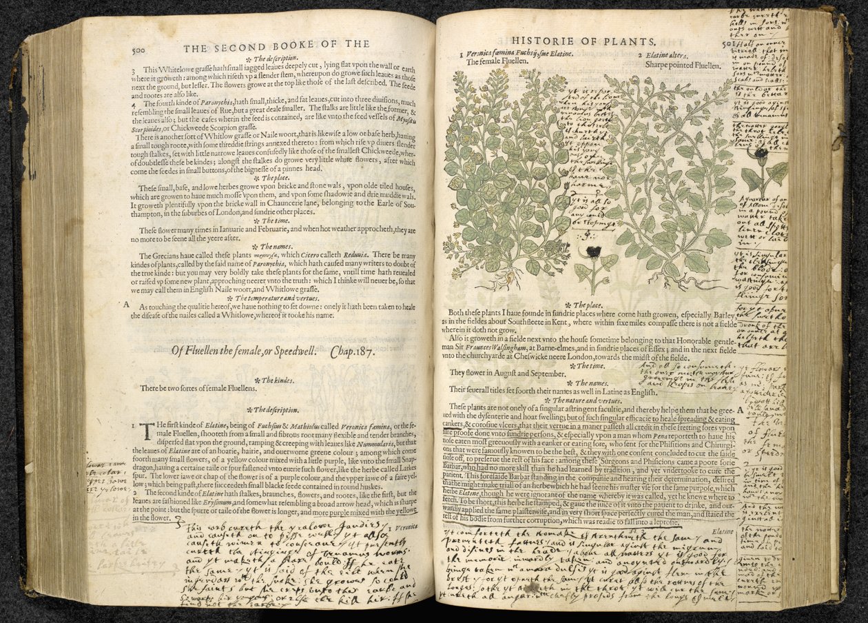 Speedwell、John Gerard 著「The herball or Generall historie of plantes」の 500-501 ページ 作： 英語学校