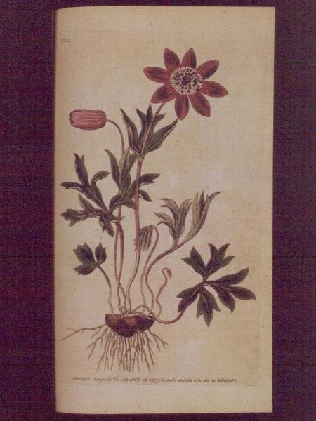 スターアネモネ（Anemone hortensis）、ウィリアム・カーティスの「The Botanical Magazine」（または「Flower Garden Displayed」）のプレート123、パブ。1789-90年（彫刻）。 作： 英語学校