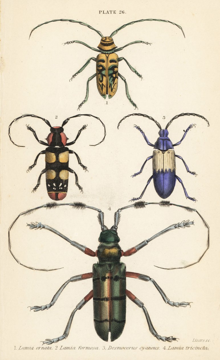 Sternotomis pulchra 1, Tragocephala formosa 2, elderberry borer, Desmocerus palliatus 3, Thysia wallichii 4。 作： 英語学校